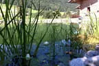 Schwimmteich naturnah