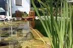 Eder`s NATURNAH (Teichtyp II) Bild 25