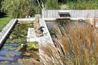 Seerosenbecken am Naturpool